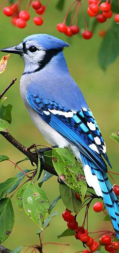 a blue bird sitting on top of a tree filled with berries