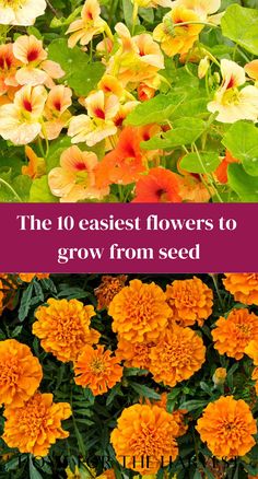 The 10 easiest flowers to grow from seed Easiest Plants To Grow From Seed, When To Plant Wildflower Seeds, Easiest Flowers To Grow From Seed, When To Plant Cosmos Seeds, Growing Moonflower From Seed, Planting Flowers From Seeds, Garden Ornaments Diy, Easiest Flowers To Grow, Fall Flowers Garden