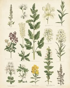 an illustration of different types of flowers