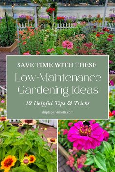 Gardening Made Easy! Love the idea of a beautiful garden but short on time? 🌸✨ Discover low-maintenance gardening tips to keep your space stunning without the hassle!