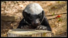 a small black and white animal standing on top of a tree stump