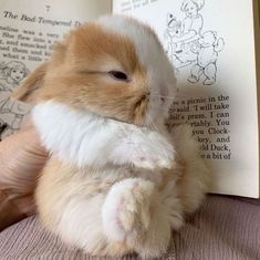 a stuffed rabbit sitting on top of an open book