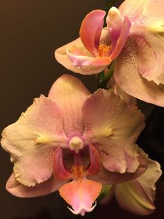 two pink and yellow orchids in a vase