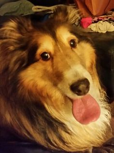 a close up of a dog laying on a bed with its tongue hanging out to the side