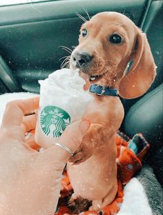 a small dog sitting in the back seat of a car while holding a starbucks cup