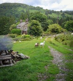 some sheep are standing in the grass near a house