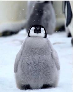 two penguins walking in the snow with one penguin looking up at it's head