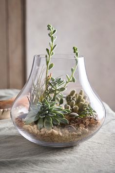 a glass vase filled with plants on top of a table