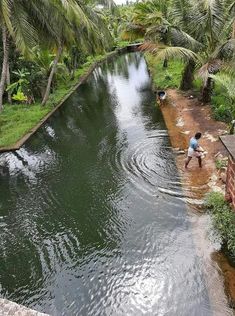 two people are wading in the water next to palm trees and other vegetation on either side