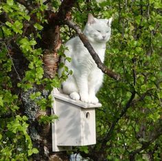 a white cat sitting on top of a bird house in a tree with green leaves