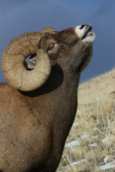 an animal with large horns standing on top of a dry grass covered hill next to a blue sky