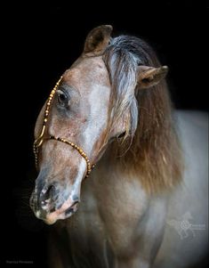 a brown and white horse wearing a gold beaded bridle on it's head