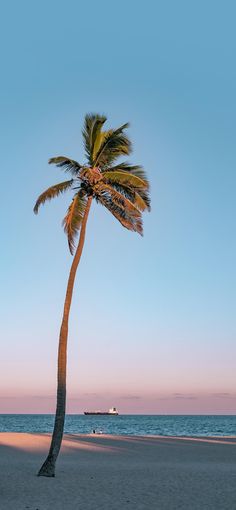 a palm tree on the beach at sunset