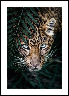 a close up of a leopard's face with blue eyes