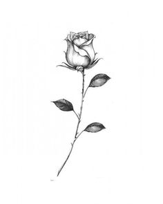 a drawing of a single rose on a white background