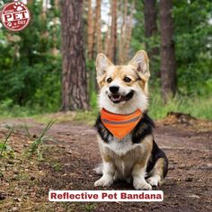 a dog wearing an orange bandana sitting in the woods