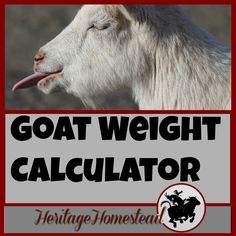 a goat with its tongue out and the words goat weight calculator above it