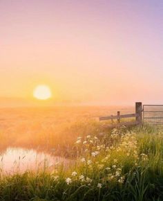 the sun is setting over a grassy field with a fence and flowers in front of it