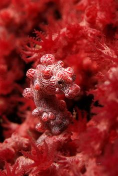 red corals are growing in the water