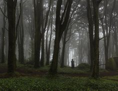 a person standing in the middle of a forest on a foggy day with trees