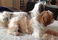 two small dogs sitting on top of a bed