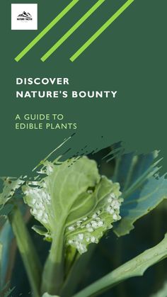 a brochure with the title, discovering nature's bounty guide to edible plants