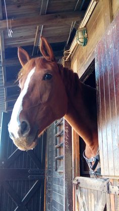 a brown horse standing inside of a stable