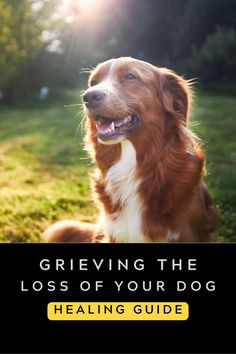 Grieving the loss of a dog, grieving over the loss of my dog, grieving my dogs death, Coping with the loss of a dog, how to cope with losing a dog, how to grieve the loss of a dog, When your dog passes away Losing Your Dog, The Loss Of A Dog, Healing Guide, Rainbow Dog, Loss Of Dog, Dachshund Gifts, Feeling Lost