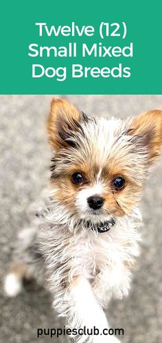 small-mixed-dog-breeds Cutest Small Dogs, Toy Breeds, Small Breed Puppies, Toy Dogs Breeds, Toy Breed Dogs, Toy Dogs, Small Dogs Breed, Small Cute Dogs, Toy Dog