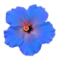 a blue flower with yellow stamen and red stamen on it's center