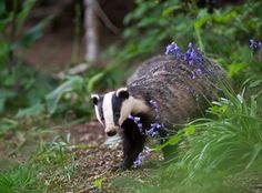 a badger is walking through the woods with purple flowers