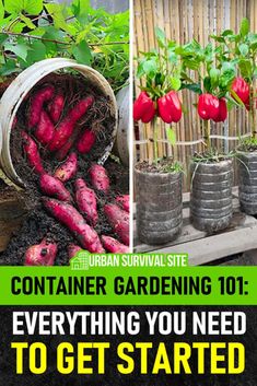 there are many different types of vegetables growing in pots with the words container gardening 101 everything you need to get started