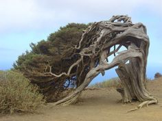 an old tree that has been bent over by the wind on top of a hill