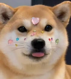 a dog with some decorations on it's face looking at the camera and smiling