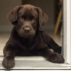 a brown puppy laying on the floor in front of an open door and looking at the camera