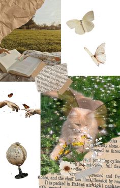 the collage shows different images with butterflies, books, and an image of a cat