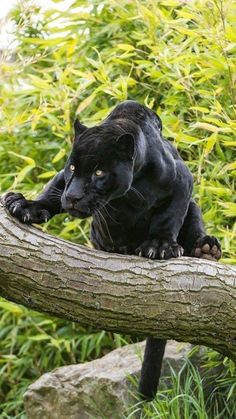 a black cat sitting on top of a tree branch in front of some green bushes