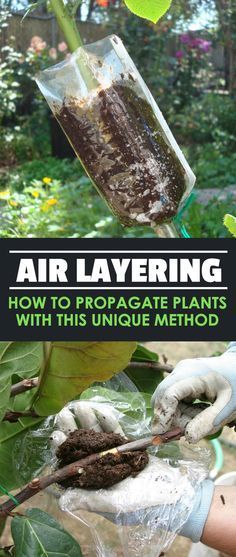 air layering how to propagate plants with unique method