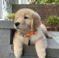 a puppy that is laying down on the ground