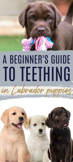 three labrador puppies sitting next to each other with the title, a beginner's guide to teething in labrador puppies