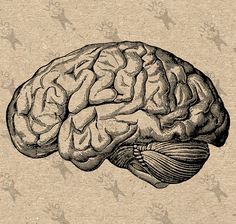 a drawing of a human brain in black and white, with the left side showing