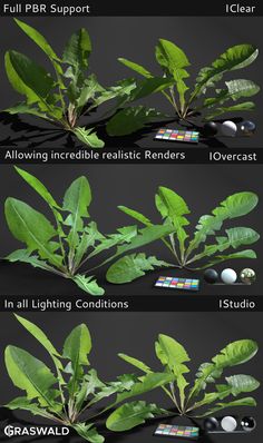 the different stages of growing plants from seed to leaf