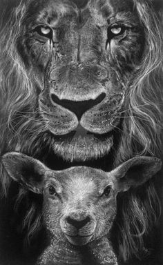 the lion and lamb are depicted in this black and white drawing by artist mark taylor