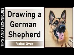 a german shepherd is shown with the words drawing a german shepherd