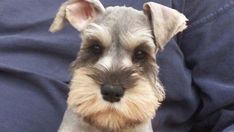 a close up of a dog on a person's lap looking at the camera