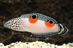 an orange and white fish with black spots on it's face in the water