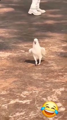 a white bird standing on top of a cement ground next to a yellow smiley face