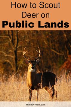 a deer standing in tall grass with the words how to scout deer on public lands