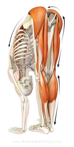 the muscles are shown in this diagram