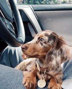 a brown and white dog sitting in the driver's seat of a car